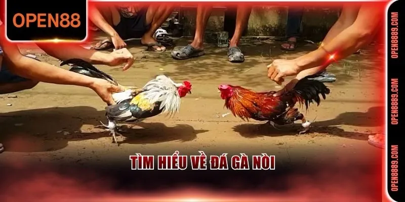 Đá gà nòi rất phổ biến ở Việt Nam vào dịp Tết