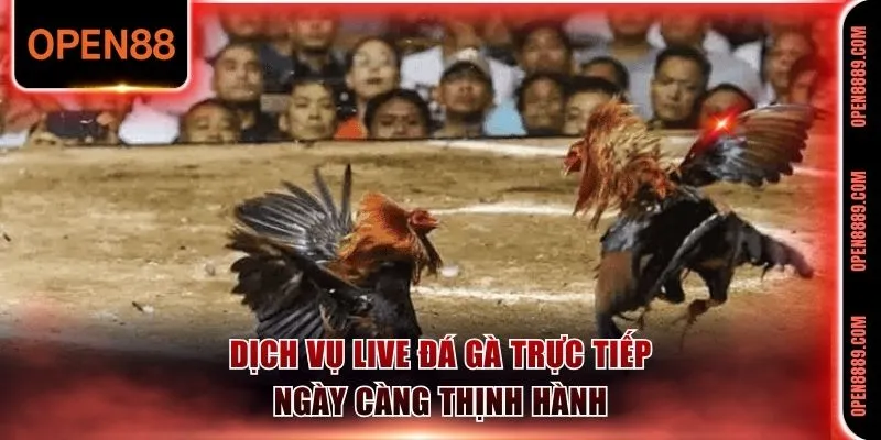 Dịch vụ live đá gà trực tiếp ngày càng thịnh hành